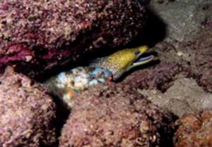 Strange bedfellows. Sandy beach U.A.E. night dive15ftNiko... by John Guy 